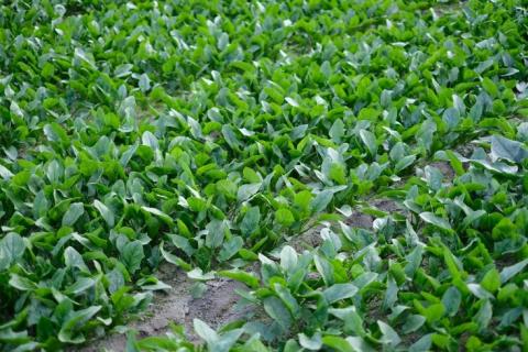 【広陵町×曽爾村連携返礼品】【数量限定】奈良県のブランド豚とブランド野菜のコラボレーション ヤマトポーク豚バラと寒熟ほうれん草のセット 柚子ポン酢・柚子胡椒・出汁付 /// ヤマトポーク 鍋 ポン酢