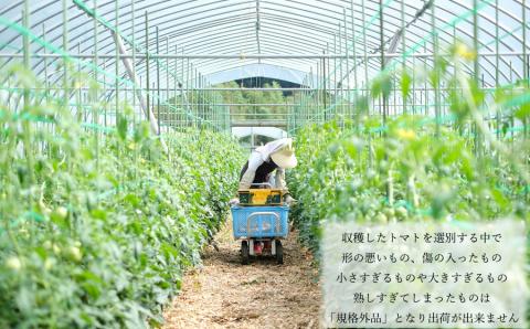 曽爾村のトマトの旨味そのまま！トマトソース３種セット // トマト トマトソース パスタ 無添加 保存料不使用 プレーン 柚子はちみつ きのこ当帰