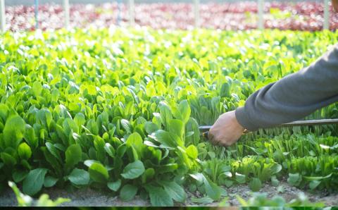定期便 曽爾村の旬野菜と加工品の詰め合わせ 6ヶ月定期便 // 野菜 加工品 6ヶ月定期便