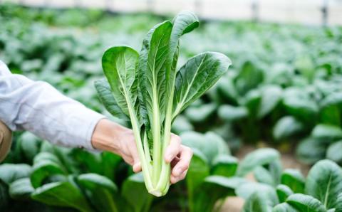 定期便 曽爾村の旬野菜と加工品の詰め合わせ 6ヶ月定期便 // 野菜 加工品 6ヶ月定期便