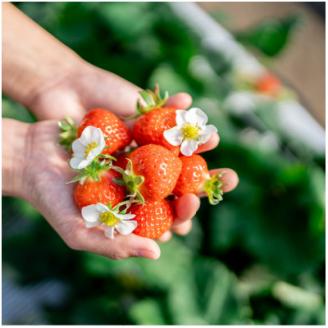 ご自宅用おまかせ便! 朱雀のなみだ (by花水土香) 2箱4p(1p250g以上)クラフト箱×トレー【配送不可地域：離島】