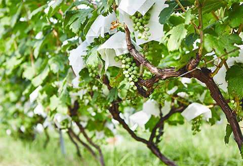 「明日香畑で育てた葡萄のワイン」　720ml　1本（製造年2020年）
