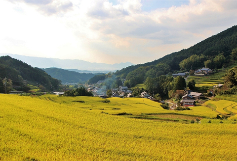 【精米】明日香村産ヒノヒカリ 1kg 量が選べる【令和7年度】 1kg