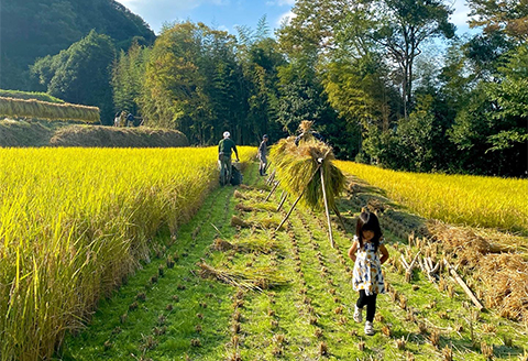 たなだアイス12個セット