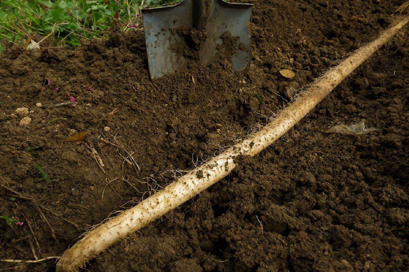 飛鳥自然薯『一白 IPPAKU』（700g以上×1箱）