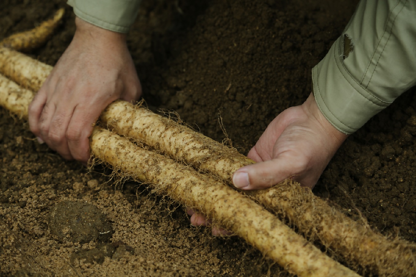 飛鳥自然薯『一白 IPPAKU』カット（約500g×1箱） カットもの（約500g）