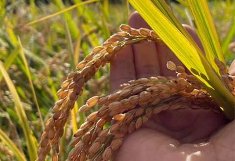 たなだアイス12個セット