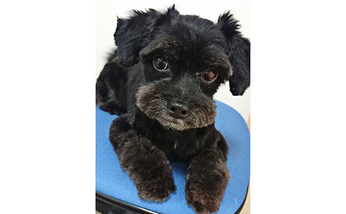 オーダーペット肖像画　Ａ３サイズ／チョークアート手描き　犬猫うさぎ鳥など