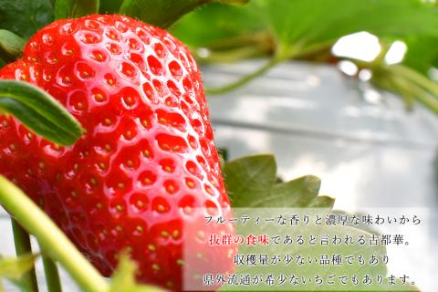【先行予約】【1月発送】奈良県の高級イチゴ「古都華」 / 国産 奈良県 果物 フルーツ イチゴ いちご 苺 期間限定 数量限定 先行予約