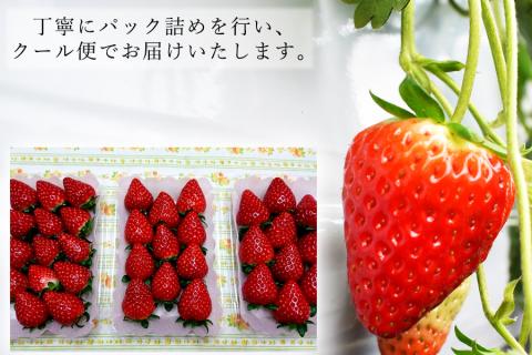 【先行予約】【2月発送】奈良県の高級イチゴ「古都華」 / 国産 奈良県 果物 フルーツ イチゴ いちご 苺 期間限定 数量限定 先行予約