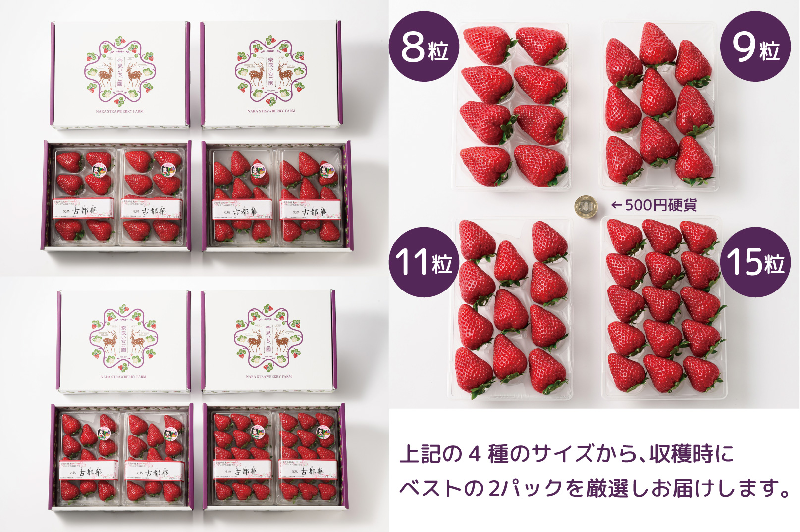 先行予約 数量限定 朝採り 古都華 完熟 12月より順次発送奈良県特産 朝採り高級ブランドいちご「古都華」 // いちご イチゴ 古都華 フルーツ 果物 旬 限定 ブランド 朝採り 完熟 いちご ことか イチゴ 先行予約 古都華 数量限定 古都華 甘い 先行受付 予約 贈答用 ギフト 化粧箱