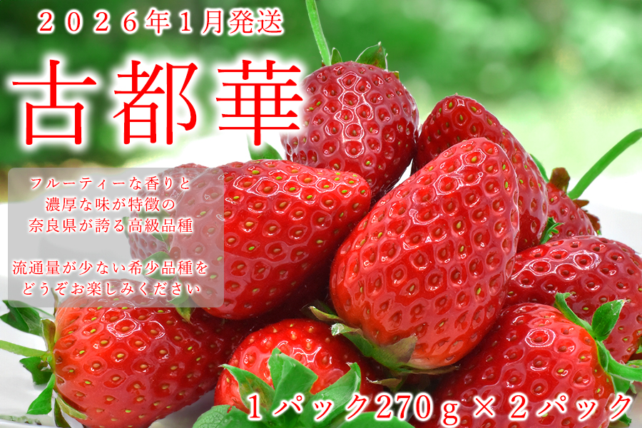 【先行予約】【1月発送】奈良県の高級イチゴ「古都華」 / 国産 奈良県 果物 フルーツ イチゴ いちご 苺 期間限定 数量限定 先行予約