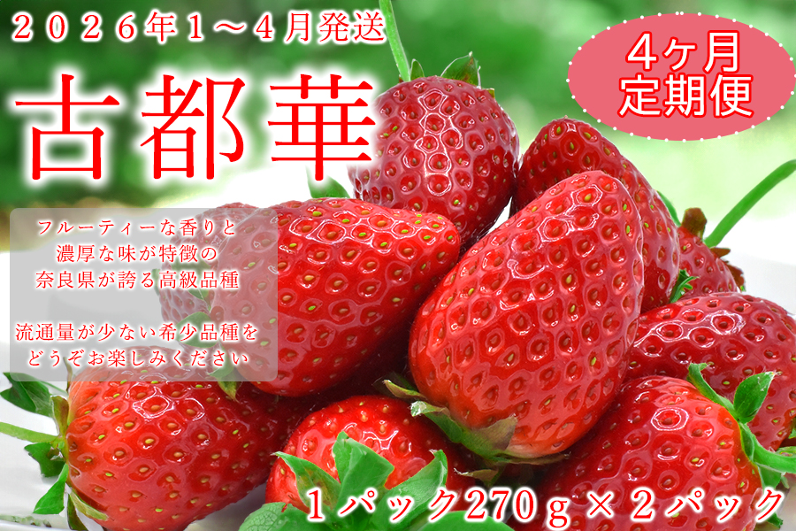 【先行予約】【数量限定】【4か月定期便】奈良県の高級イチゴ「古都華」1月-4月 / 国産 奈良県 果物 フルーツ イチゴ いちご 苺 期間限定 数量限定 先行予約