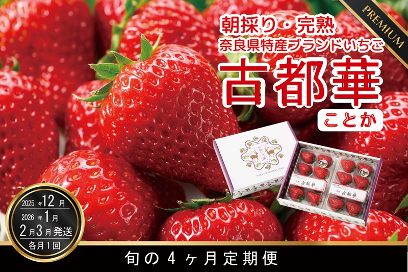 定期便 先行予約 【12・1・2・3月発送4ヶ月定期便】奈良県特産 高級ブランドいちご「古都華」旬の４ヶ月定期便 // いちご イチゴ 古都華 フルーツ 果物 旬 限定  ブランド 定期便  朝採り 完熟 いちご ことか イチゴ 先行予約 贈答用 ギフト 化粧箱
