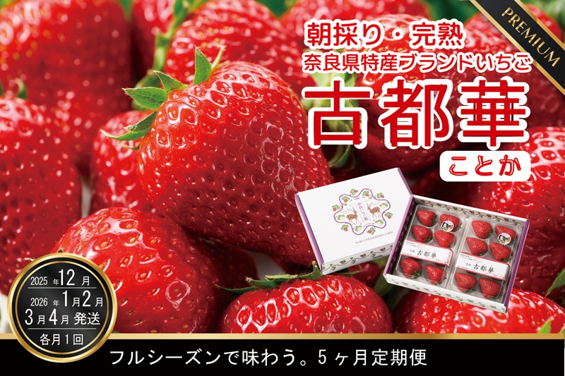 【12・1・2・3・4月発送5ヶ月定期便】奈良県特産 高級ブランドいちご「古都華」旬の５ヶ月定期便 // いちご イチゴ 古都華 フルーツ 果物 旬 限定  ブランド 定期便  朝採り 完熟 いちご ことか イチゴ 先行予約 贈答用 ギフト 化粧箱