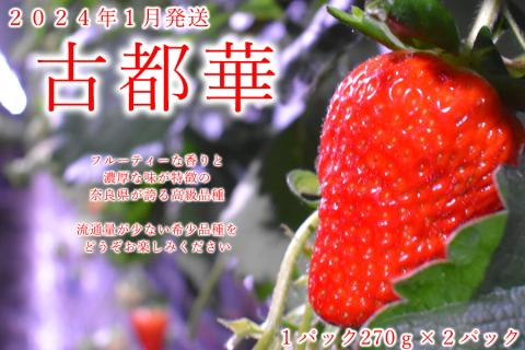 [先行予約][1月発送]奈良県の高級イチゴ「古都華」 / 国産 奈良県 果物 フルーツ イチゴ いちご 苺 期間限定 数量限定 先行予約 農福連携