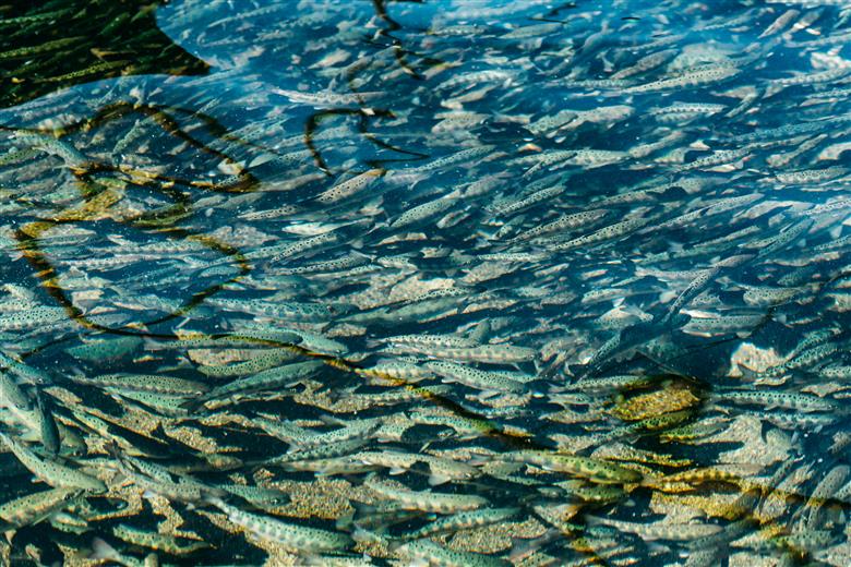 【先行予約】奈良 下北山村 アマゴ・アユ 遊漁年券 川釣り 渓流釣り 【令和8年3月～9月有効】