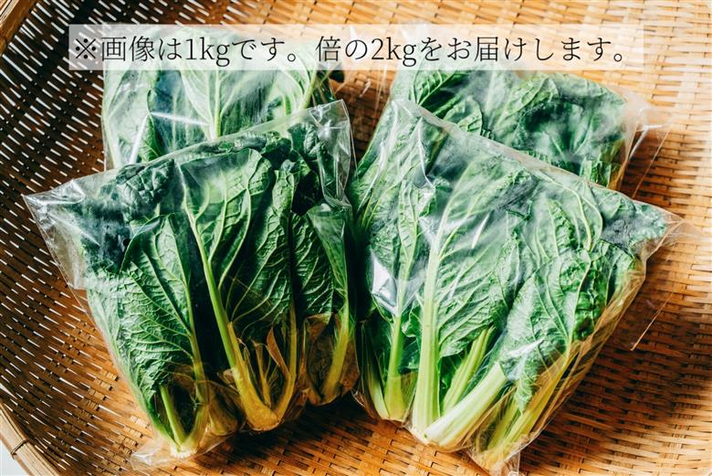 【自然栽培】大和の伝統野菜 下北春まな2kg