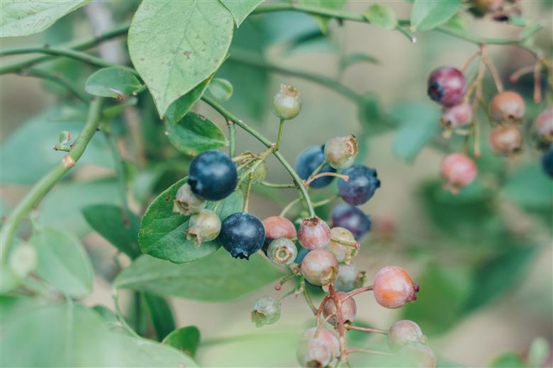 先行受付 2025年9月～発送 としちゃんのブルーベリージャム200gx2個 手摘み 下北山村産 栽培期間中農薬不使用