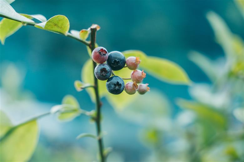 先行受付 2025年9月～発送 としちゃんのブルーベリージャム200gx6個 手摘み 下北山村産 栽培期間中農薬不使用