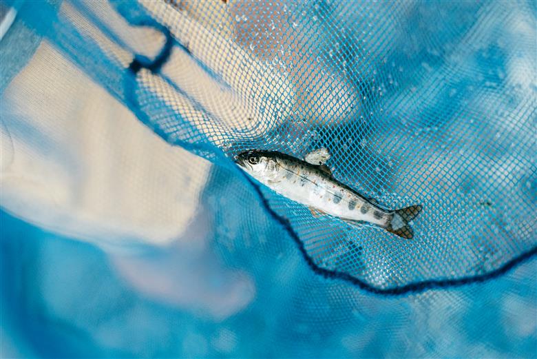 【先行予約】奈良 下北山村 アマゴ・アユ 遊漁年券 川釣り 渓流釣り 【令和8年3月～9月有効】