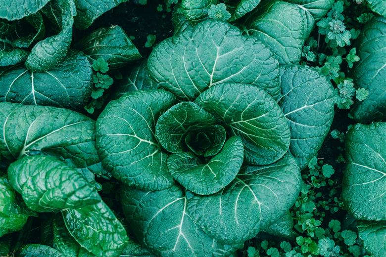 下北春まなジェラート 6個入 スイーツ デザート 奈良県 下北山村