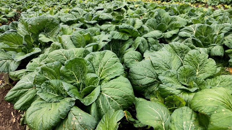 【自然栽培】大和の伝統野菜 下北春まな1kg