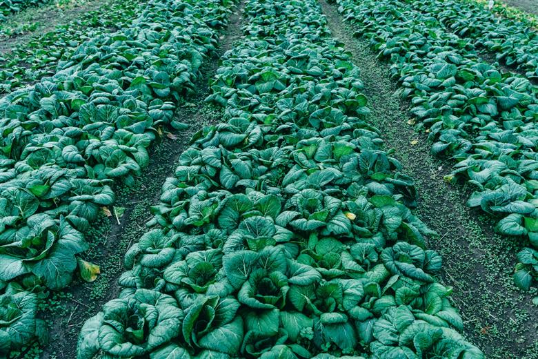 下北春まな素麺10束箱入り 奈良県 大和の伝統野菜 下北春まな 素麺 そうめん 三輪素麺