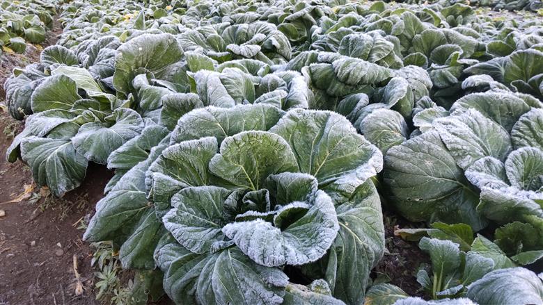 【自然栽培】大和の伝統野菜 下北春まな1kg