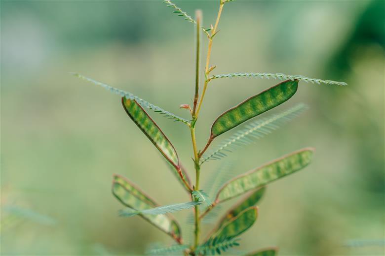 【お徳用】弘法茶（3g×8包入） 下北山村産カワラケツメイ100％ 健康茶 お茶 便利