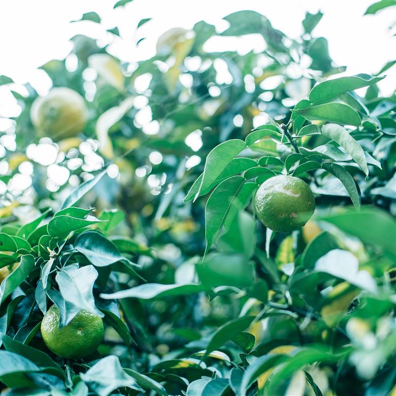 奈良下北山村育ちのジャバラコンフィチュール ２個