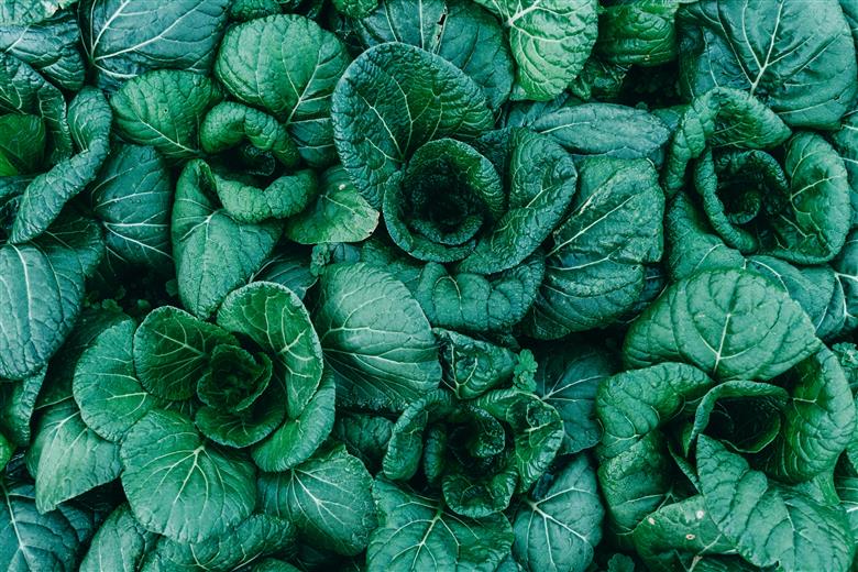 下北春まな素麺10束箱入り 奈良県 大和の伝統野菜 下北春まな 素麺 そうめん 三輪素麺