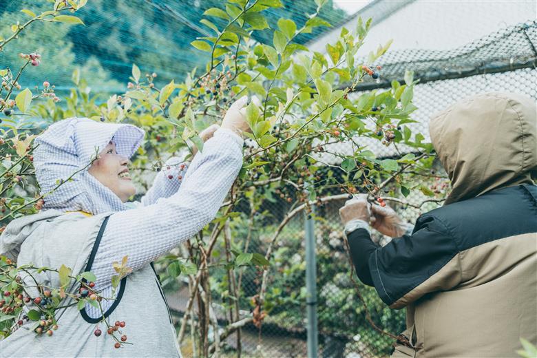 先行受付 2025年9月～発送 としちゃんのブルーベリージャム200gx2個 手摘み 下北山村産 栽培期間中農薬不使用