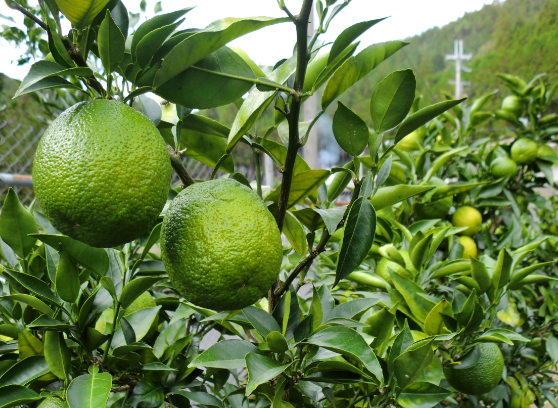 先行予約2025年11月～順次発送　奈良下北山村 じゃばら生搾り ぽん酢セット 300mlx各1本 じゃばら果汁 柑橘 奈良下北山村育ちのジャバラ 料理