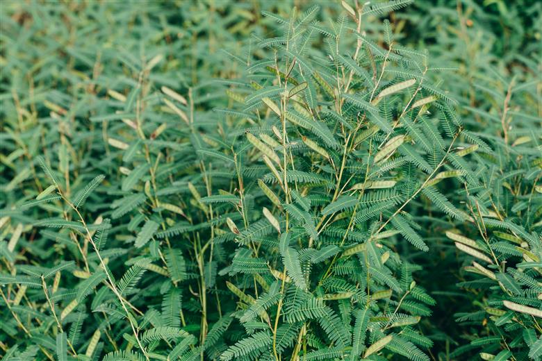 【お徳用】弘法茶（3g×8包入） 下北山村産カワラケツメイ100％ 健康茶 お茶 便利