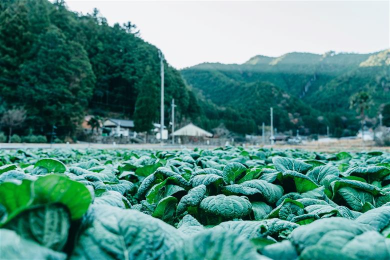 下北春まな素麺 80束 4束入り×20袋 奈良県 大和の伝統野菜 下北春まな 手延べそうめん 三輪素麺