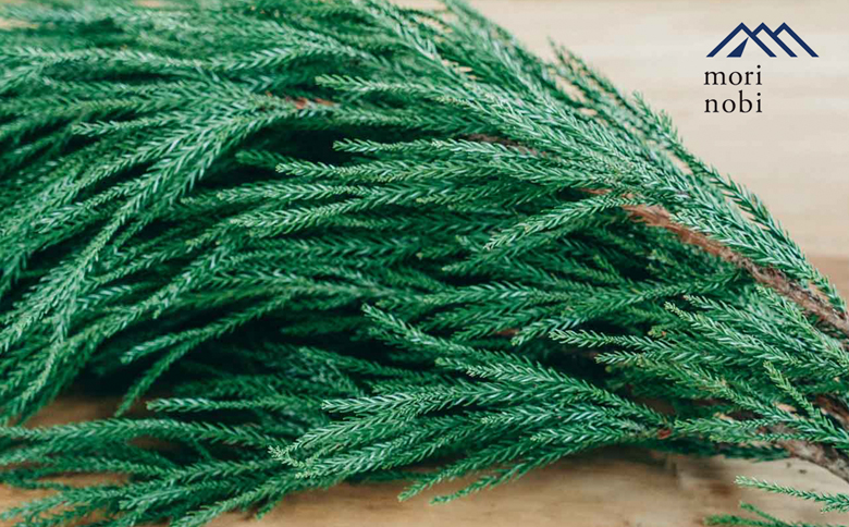 森のめぐみをてのひらに下北山の森でつくる「小さな杉玉」体験