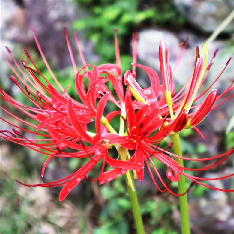 お墓清掃サービス年間4回分 下北山村 お墓 清掃サービス 代行 なかなか帰省が出来ない方、遠方・ご高齢の方に代わって清掃