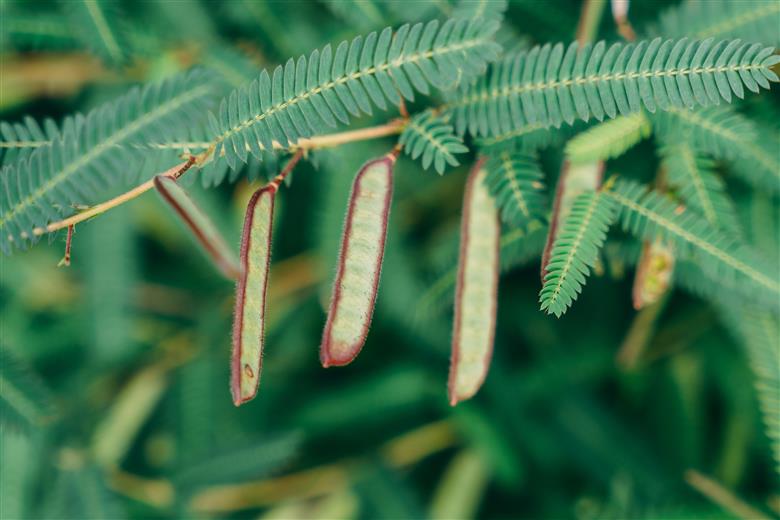 弘法茶（3g×3包入）×3袋 ティーバック 下北山村産 カワラケツメイ100％ 国産 健康茶 お茶 便利
