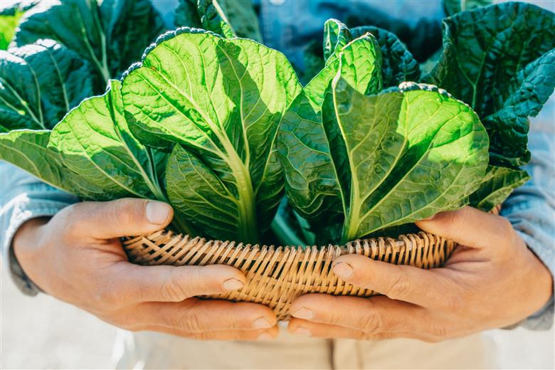 【自然栽培】大和の伝統野菜 下北春まな500g