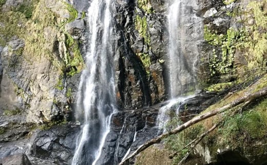 「マイナスイオンたっぷりの滝見学と苔観察」体験割引券（3,000円分） | マイナスイオン 滝 たき タキ 苔 こけ コケ 観察 自然 奈良県 上北山村