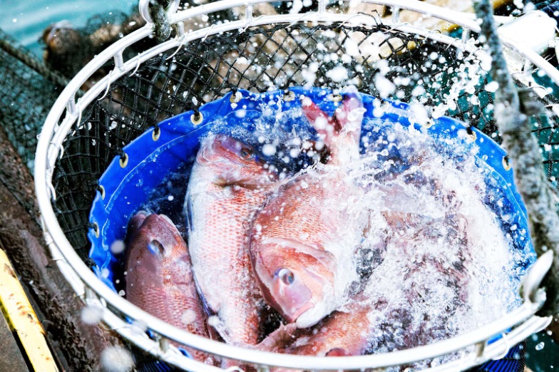 M291　紀州梅まだい２尾（鮮魚）