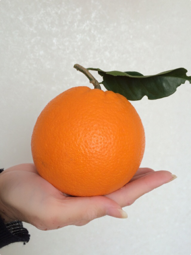 M009　樹上熟成ネーブル　約２．５ｋｇ