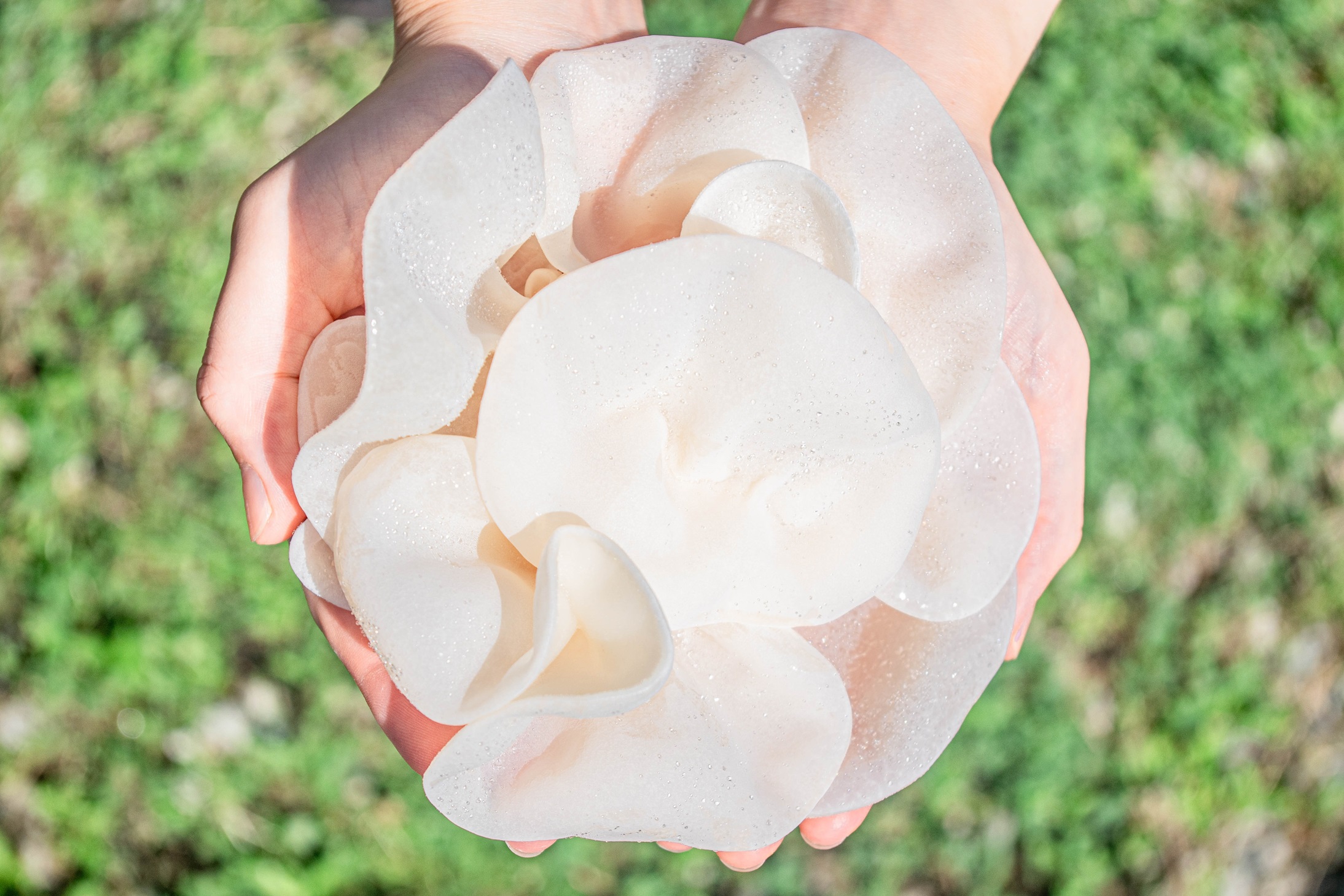 M012　「夢のきくらげ」白いきくらげ・あらげきくらげセット１