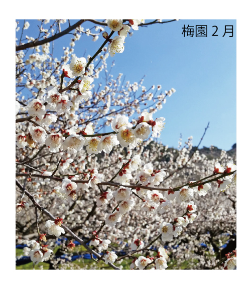 M069　紀州完熟南高梅　特別の日の梅干・一段重