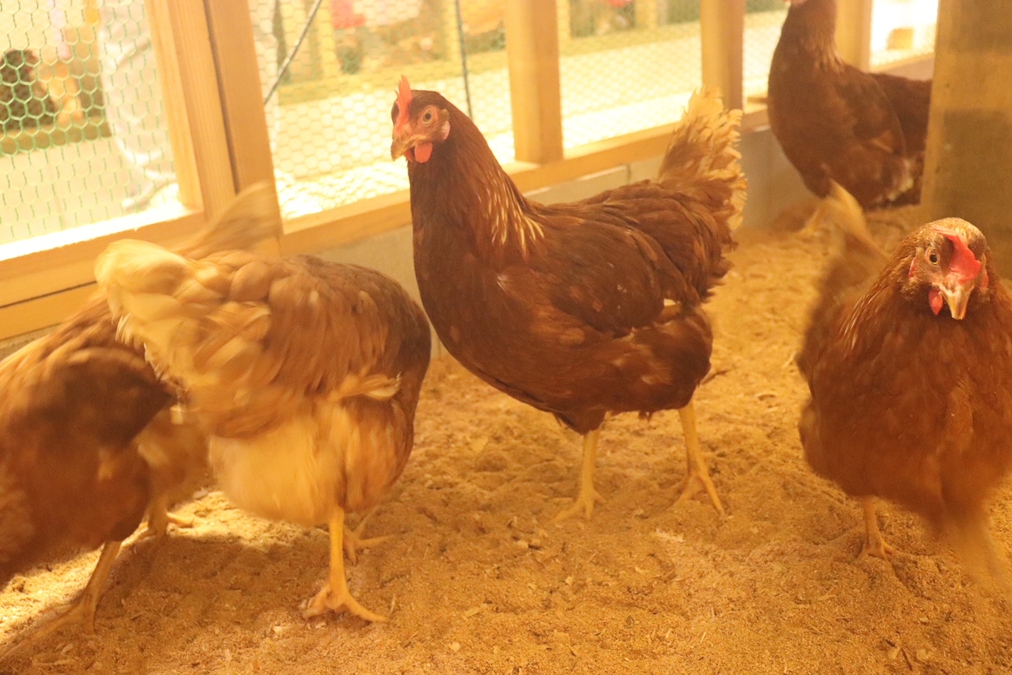 M169　紀州うめたまごと龍神コッコたまごセット