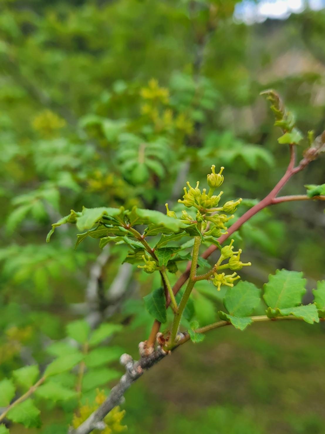 M186　ぶどう山椒調味料　特選セット