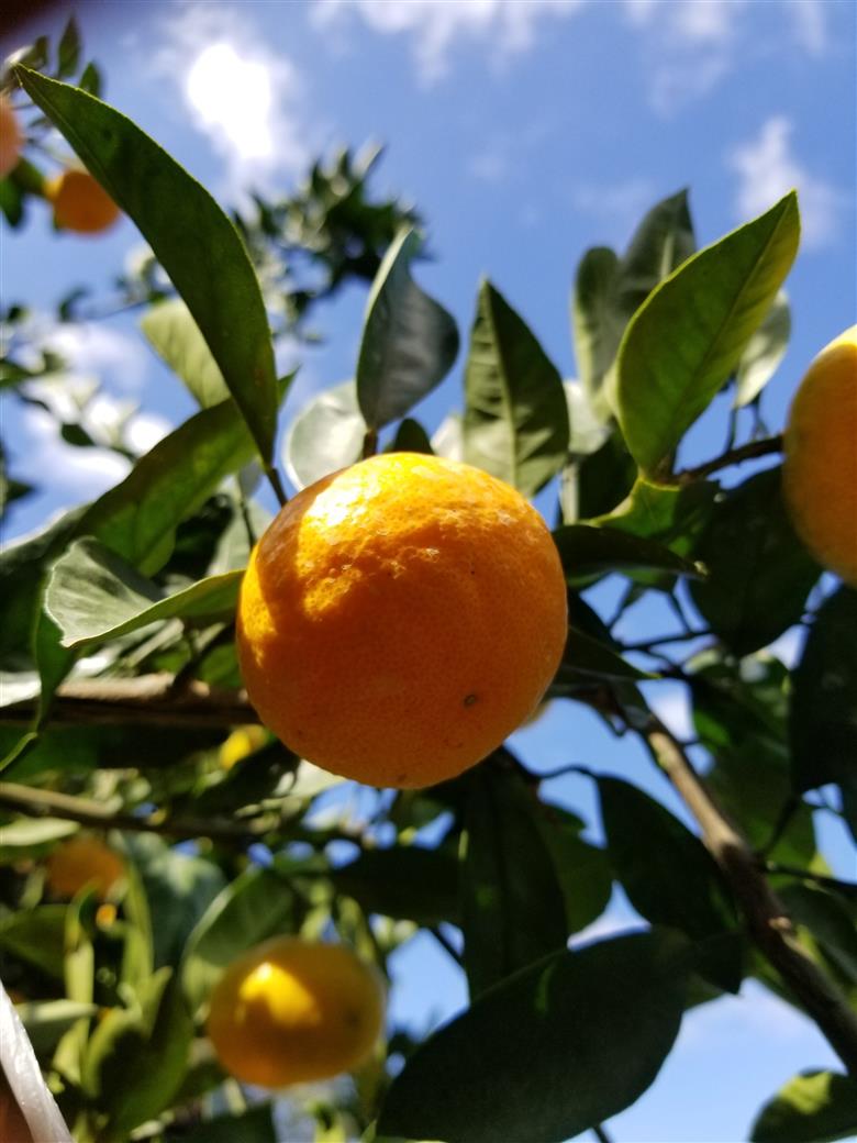 M243　かねよし農園青バレンシアオレンジ５ｋｇ