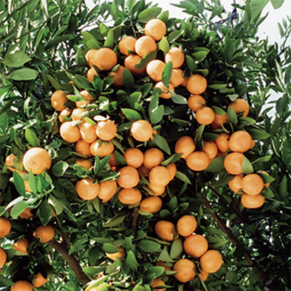 M248　滝橘園のみかん（田口早生）