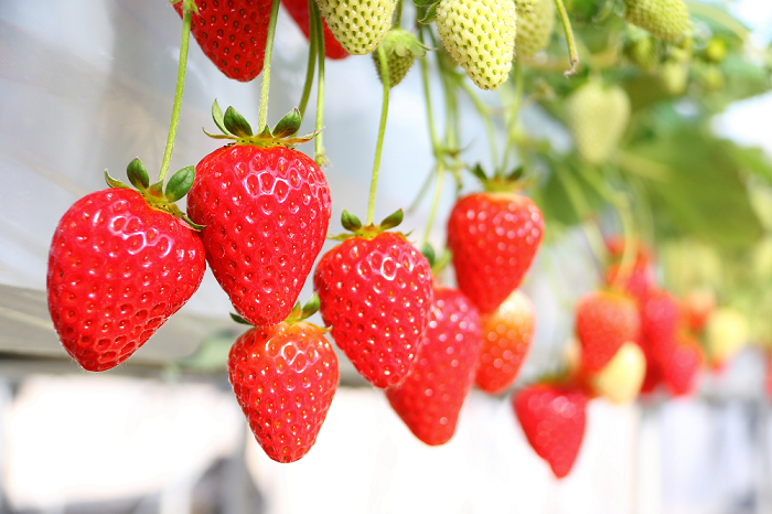 M252　まりひめプレミアム「毬姫様」